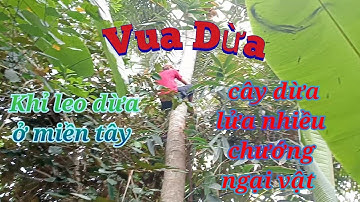 Vua Dừa Miền Tây// vua dừa leo xử lý cây dừa lửa rất cao có nhiều chướng ngại vật