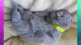 Cutest And Funniest Animal Moments [ Compilation#5] Epic Animal Compilation by Animal Pet Shop 148 views 3 years ago 6 minutes, 24 seconds