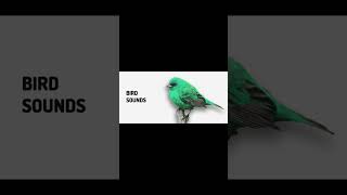 Twitter Sound Effect