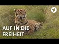 In Argentinien kehren Wildtiere zurück in die freie Natur I Weltspiegel