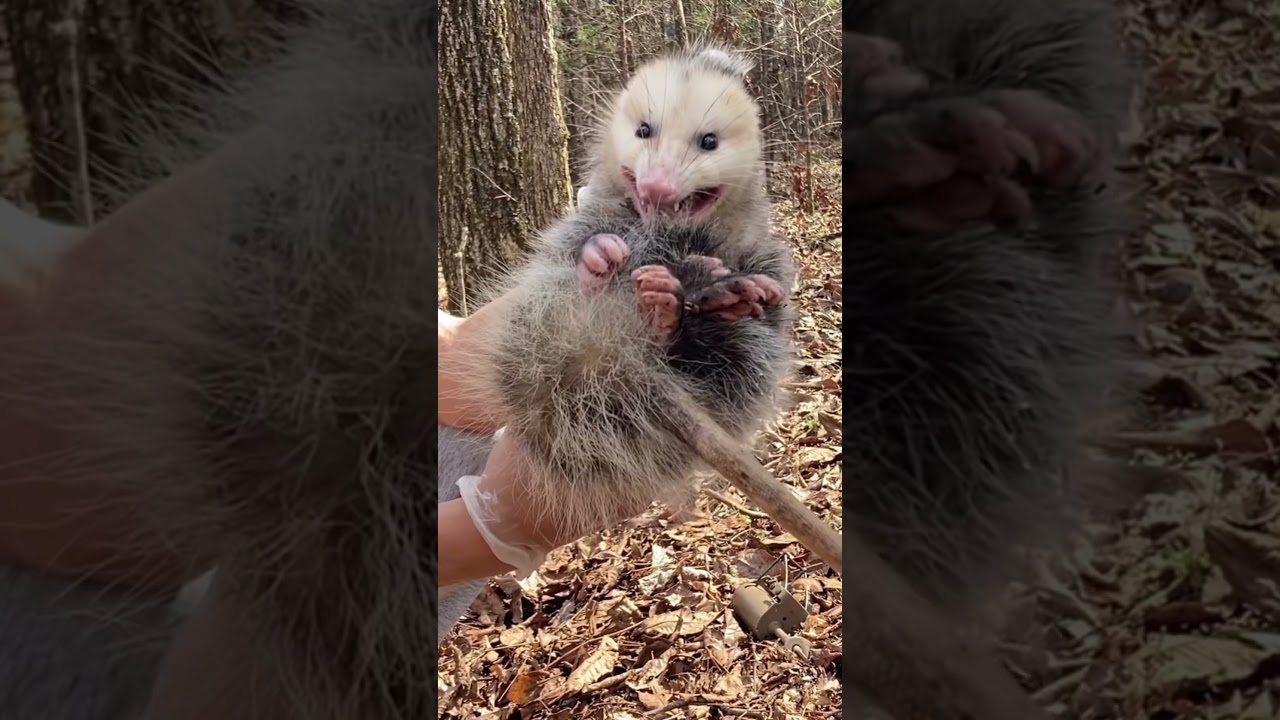 Trapping and Handling a opossum! NEW video out! 