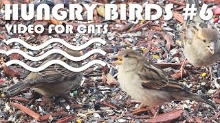 Bird Video For Cats - Hungry Birds #6. Entertainment Video For Cats.