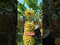 Fresh Bananas Harvest Time #FarmLife #BananaField #FruitHarvest #shorts
