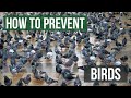 How to keep birds away from your building or property