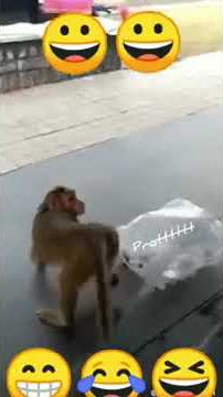 anjing tidak terima atas tingkah laku si monyet yang kasih kentut sama anjing#