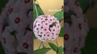 Hoya Plant  Indoor Garden Ideas gardeningideasforhome gardening hoyaplant