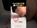 ペットのハエを飼っている男