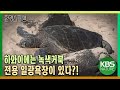 하와이에는 녹색거북 전용 일광욕장이 있다?! [환경스페셜-바다, 미래를 품다 -해양보호구역] / KBS 20090520 방송