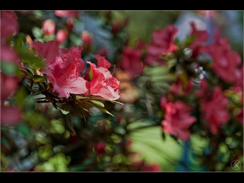 Video: Saggio Fotografico: Crea Il Tuo Giardino Contenitore - Matador Network