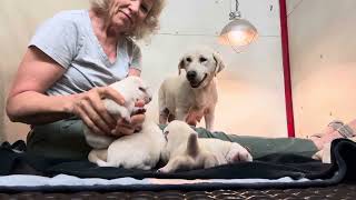 Lady and Rocky lab puppies 5 days old by siessranch1 410 views 7 months ago 2 minutes, 52 seconds