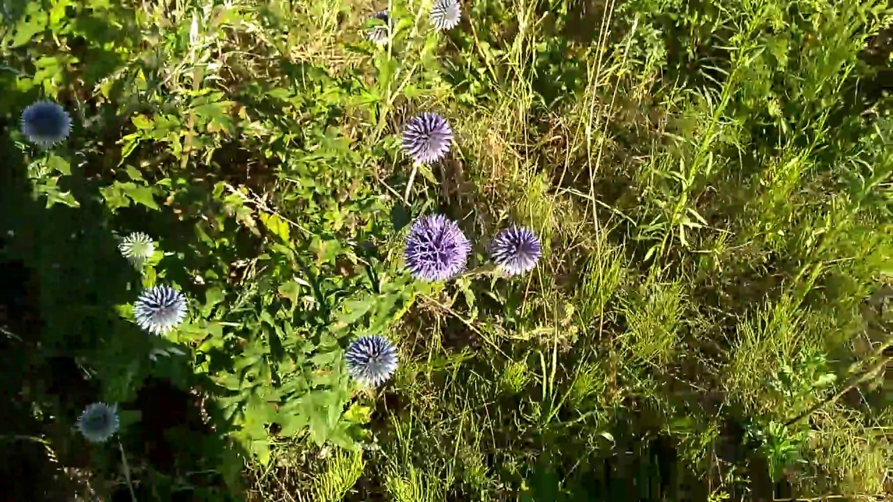 21/2018# Pożytki lipcowe, rekonesans okolicy.