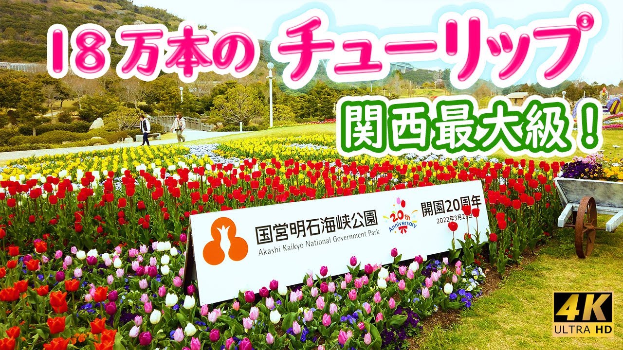 淡路岛 4K] 【淡路島国営明石海峡公園～🌷圧巻！100品種18万本のチューリップ