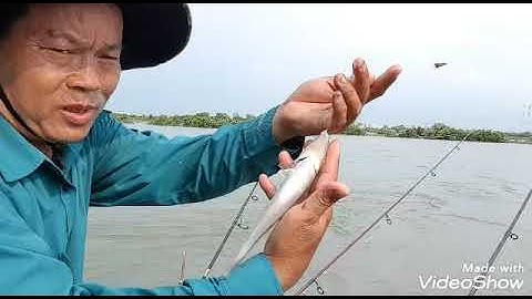 Câu cá bống đục vũng tàu, toàn hàng khủng #caucabien #vungtau #caucabongduc