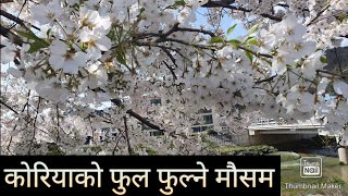 काेरियामा फुल फुल्ने माैसम || 벚꽃 Korea || Eps Nepali Friend