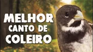 Melhor canto para coleiro tui tui de todos os tempos😱😱