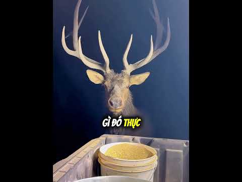 Chú Nai Cầu Cứu Người Lạ, RỒi Quay Lại Trả Ơn #short
