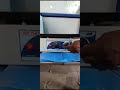 Video Image