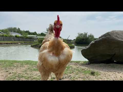 Video-thumbnail van Camping La Baie Doree Holiday Parc