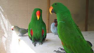 Eclectus parrot talking