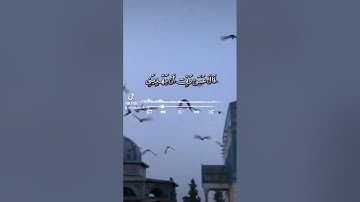 سورة القصص القارئ ريان المحيسني