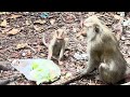 Cutie small baby monkey and wonderful mom #monkey #babymonkey #animal #animallovers