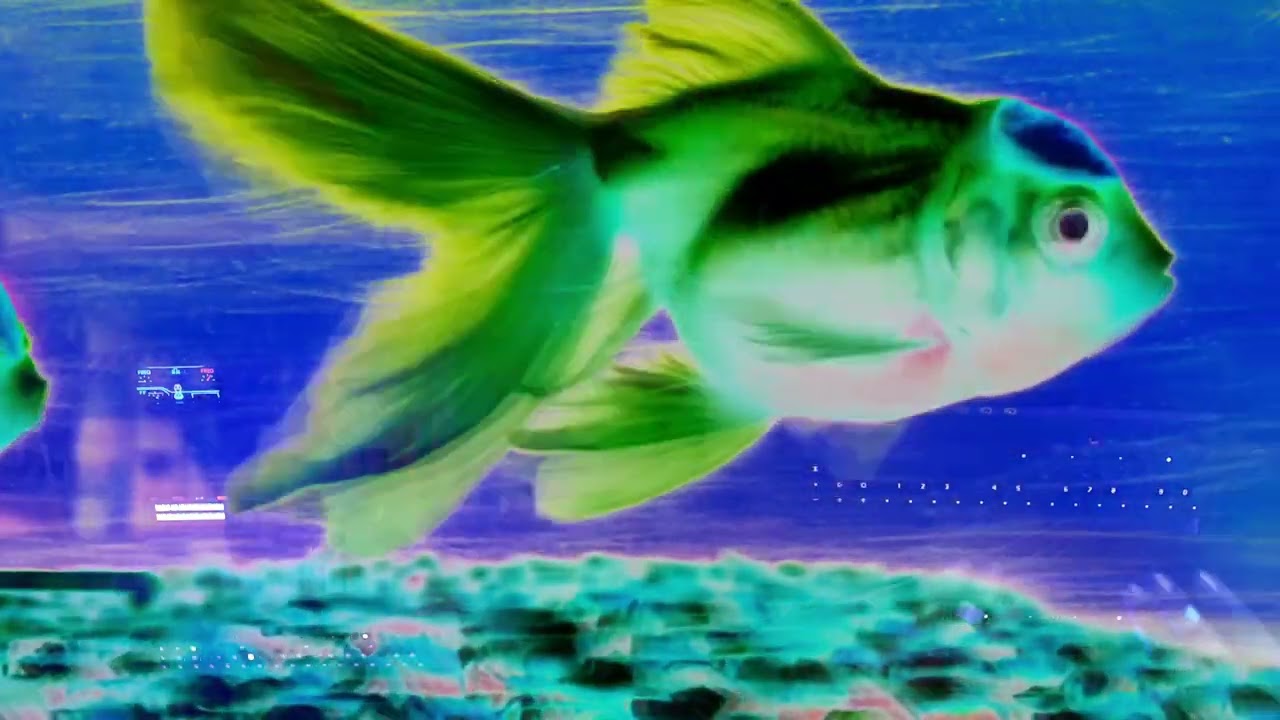 CUTT BABY + NICK HOOK / LREL LIVE IMPROV LIVES W PYSCHEDELIC VISUALS