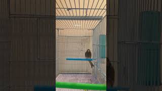 The Domestic Canary Bird