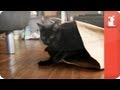 Tails of Hope - Pierre the Black Cat