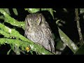 Canto Currucutú, autillo choliba, alicucu común/ tropical Screech-owl (Megascops choliba)