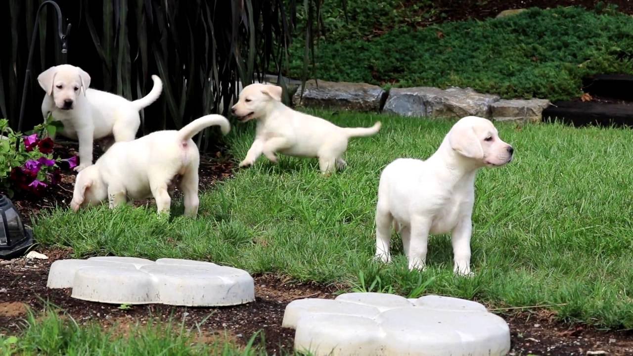 cream labrador retriever