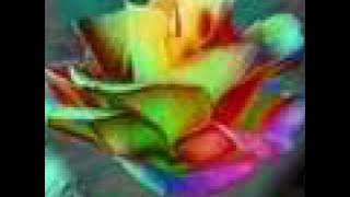 Bette Midler - The Rose (Met Nederlandse vertaling)