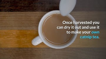 Benefits of Catnip Tea