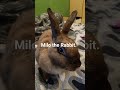 cute rabbit