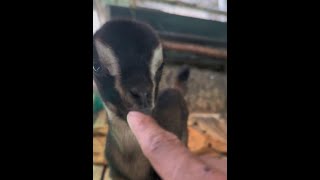 I have some opinions #Rural Life #Shepherd Prince #Baby Lambs #Village Guardian