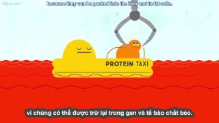 TED Ed Vietsub Vitamin hoạt động như thế nào    Ginnie Trinh Nguyen   YouTube