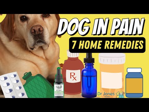 Video: Home Remedies for Cure Dog