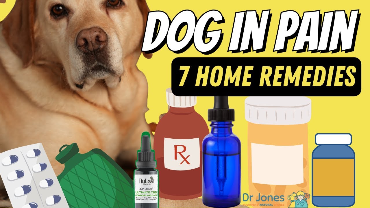 Dog In Pain: 7 Effective Home Remedies