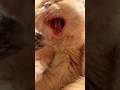 He’s just tired 😂 #youtube #cat #youtubeshorts #catfunny #youtubevideos #catvideos