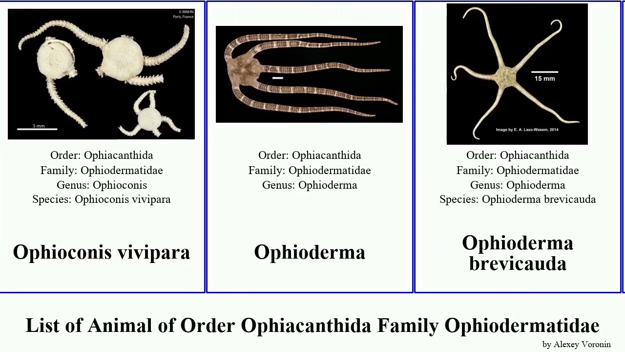 List of Animal of Order Ophiacanthida Family Ophiodermatidae ophiarachnella heros africana cinerea