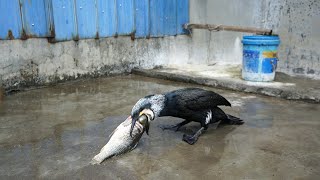 The Cormorant Eats A Fish Bigger Than Its Own Head#Cormorant