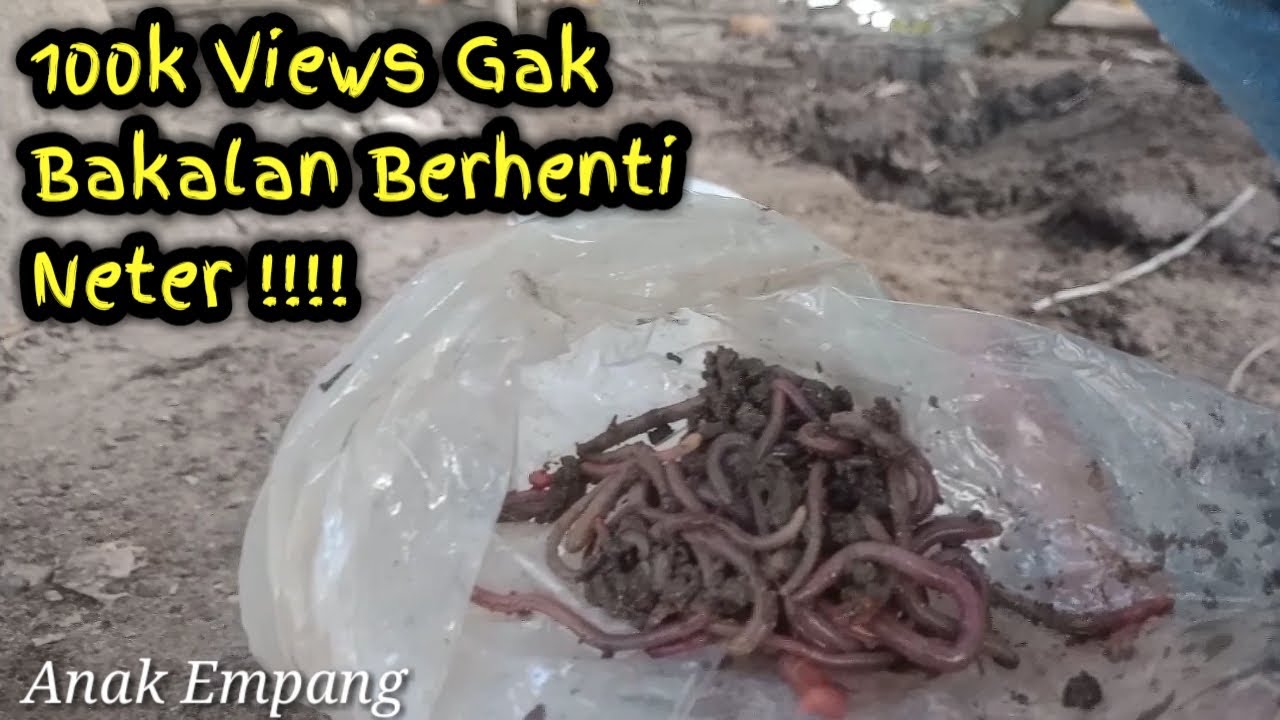 Racikan Umpan Ikan Nila Di Sungai