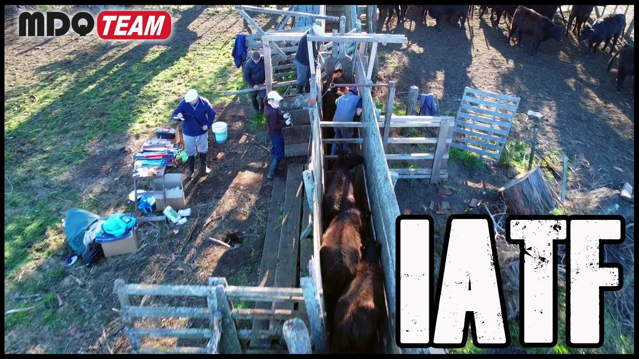 Proceso de Inseminación Artificial a Tiempo Fijo (I.A.T.F.)