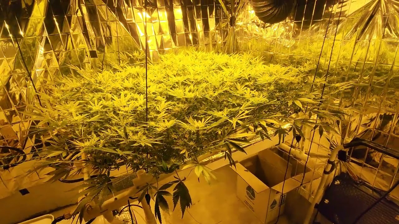 3 weeks into flower.