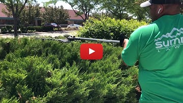 🌳How to properly trim a Juniper Bush🌳