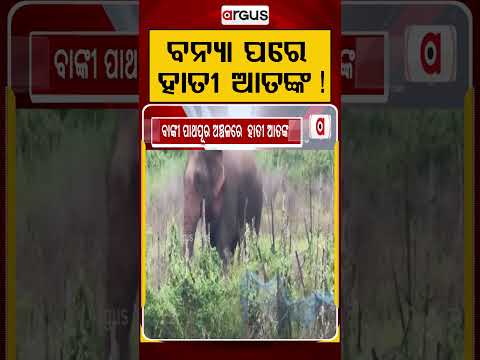 ବନ୍ୟା ପରେ ହାତୀ ଆତଙ୍କ! | Elephant Terror | Banki News | Human Animal Conflict | Odisha Flood