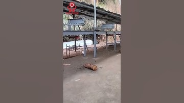 Automatic Log Sorting by Diameter – So Simple, So Efficient!