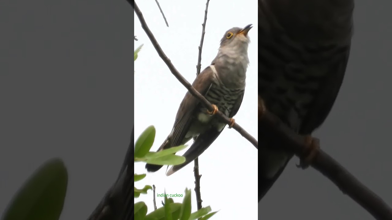 indian cuckoo 