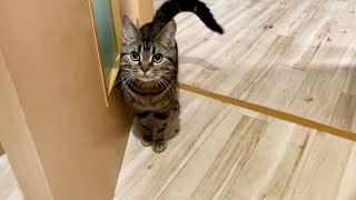 帰宅したら寂しがりの猫が痺れを切らして待っていました