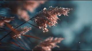 aesthetic slow motion tiktok b roll soft natural light screenshot 3