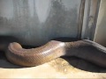 Worlds biggest  snake attack camera man